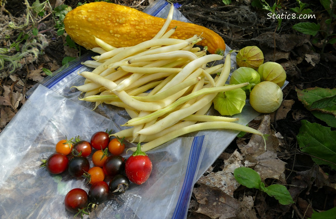 Harvested Veggies laying on ziplocks on the ground