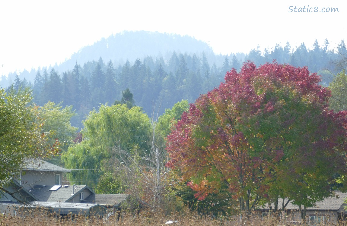 Trees on the hill in the distance