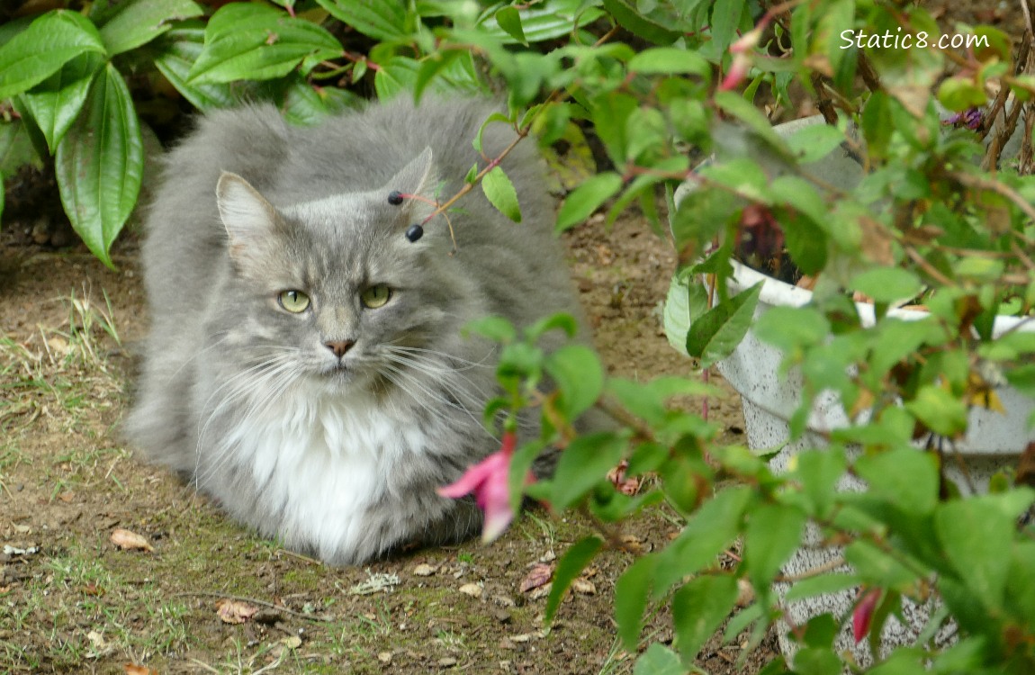 Grey and white long hair cat, loafed on the ground next to a potted Fuchsias
