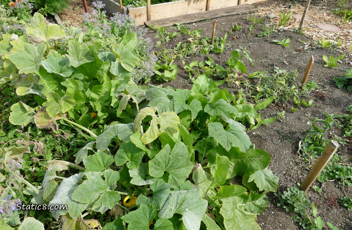Squash plants next to horseradish plants