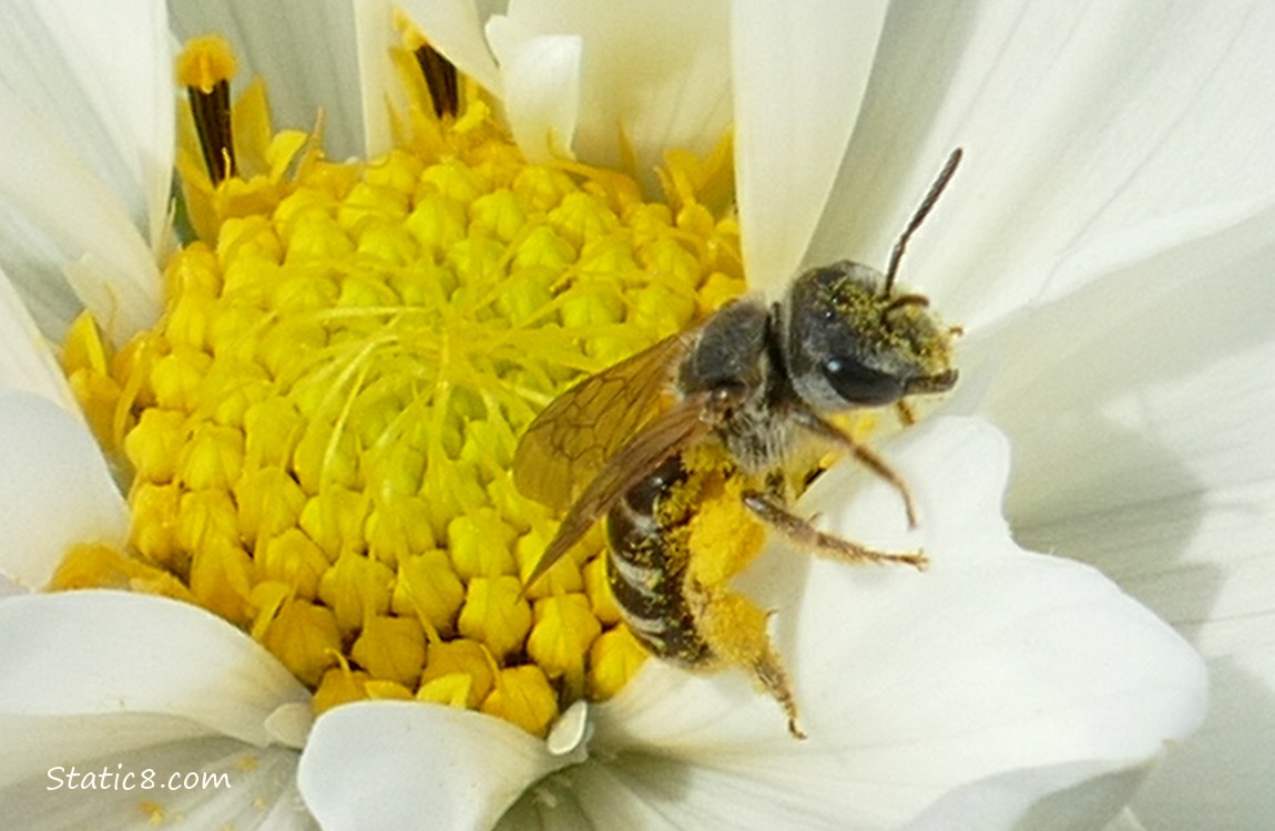 Close up of a Sweat Bee in a white Cosmos bloom