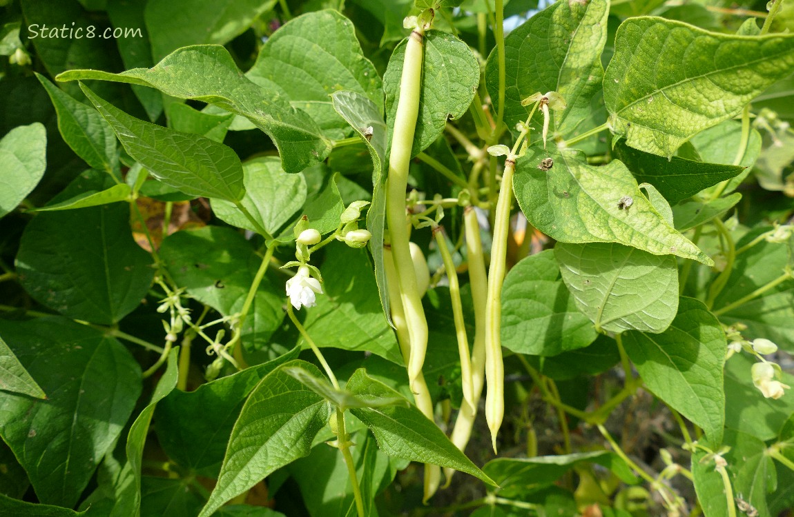Wax beans growing on the plant
