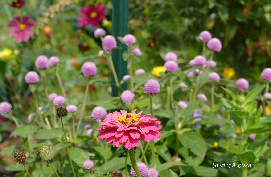 Pink Zinnia bloom with other pink flowers in the background