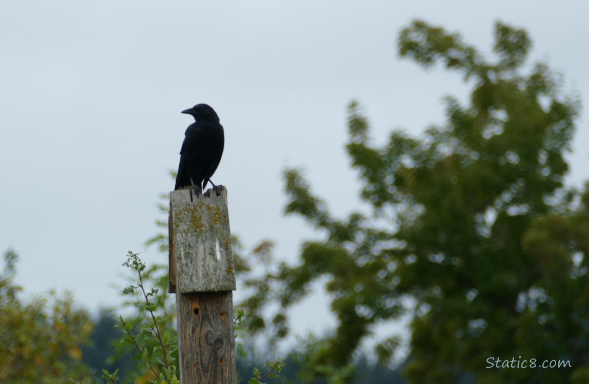 Silhouette of a Crow standing on a post, trees and grey sky behind