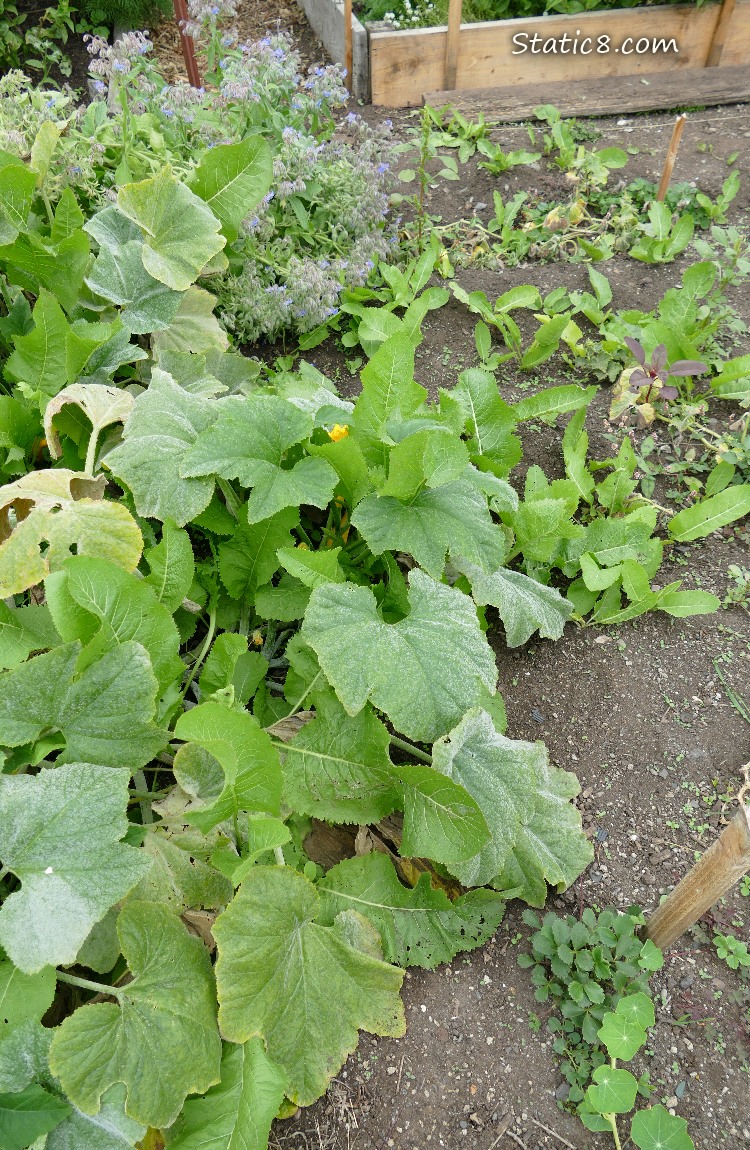 Garden plot