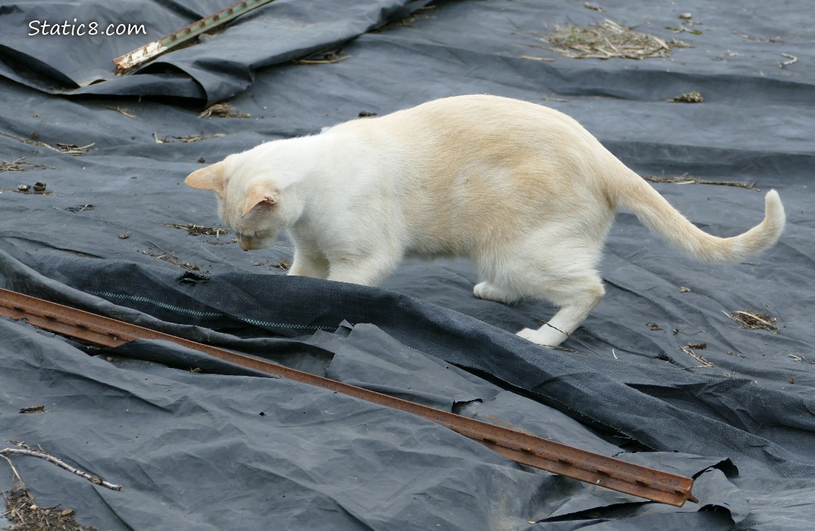Cream coloured cat playing with a black tarp