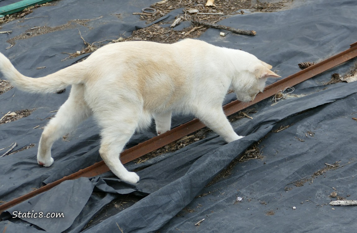 Cream coloured cat playing with a black tarp