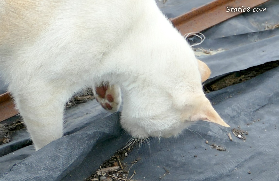 Close up of a cat playing with a black tarp