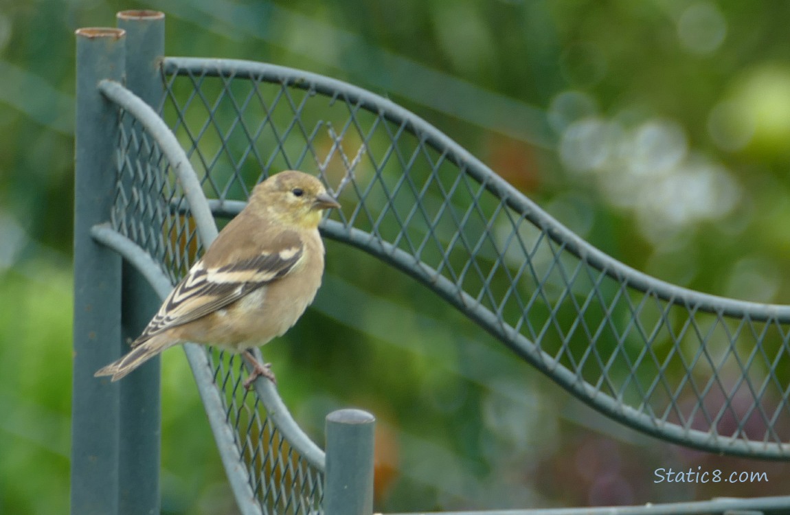 Goldfinch standing on an iron work fence