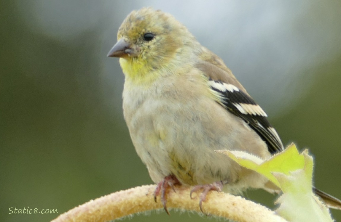 Goldfinch standing on a bent sunflower stalk