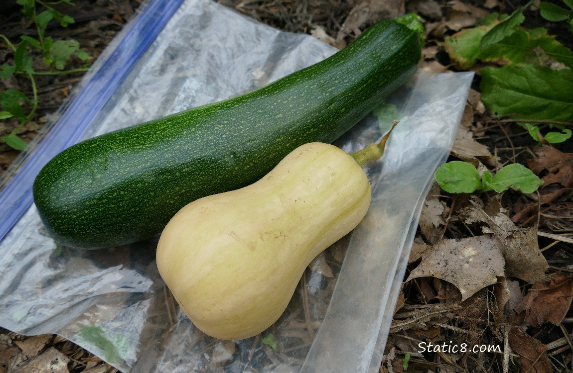 Harvested veggies on a ziplock on the ground