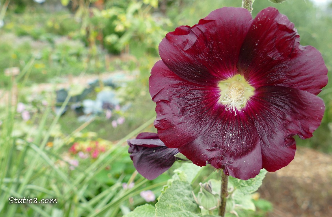 Dark red Hollyhock bloom in a garden