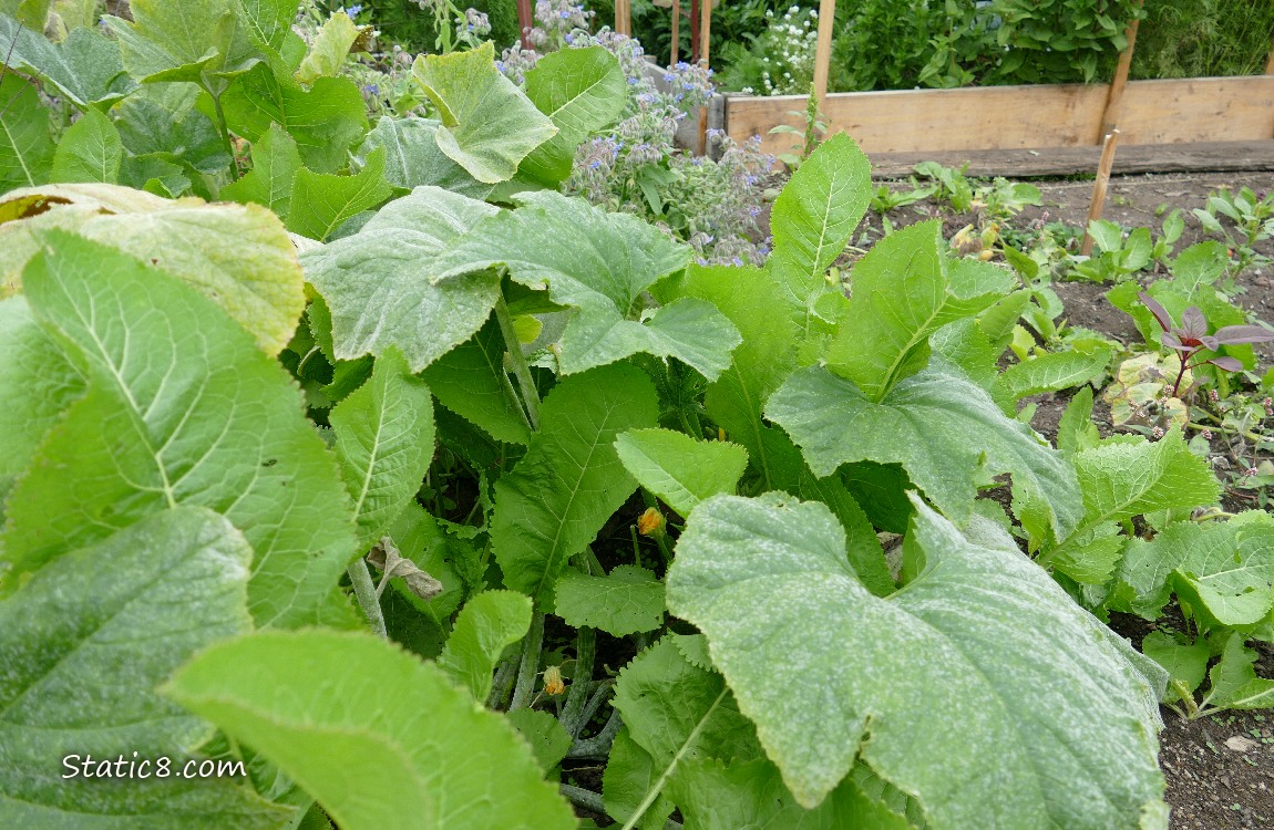 Horseradish leaves with Squash leaves