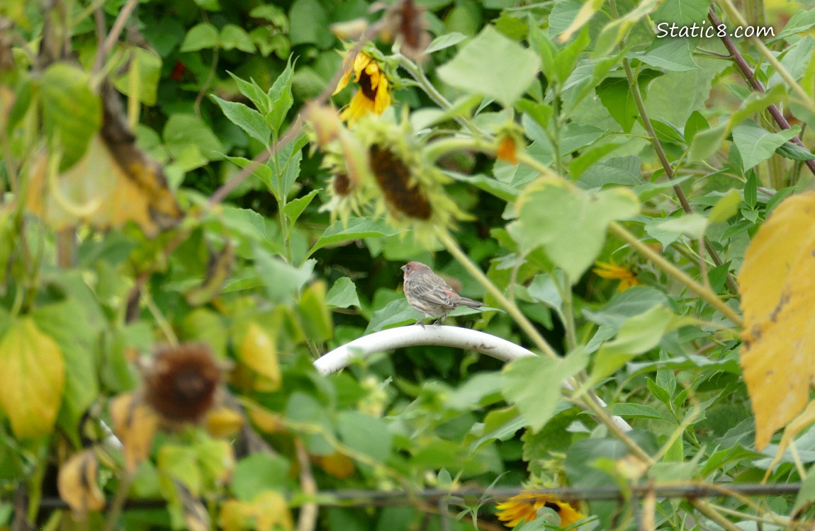 House Finch standing on a plastic white rib, surrounded by garden plants all around