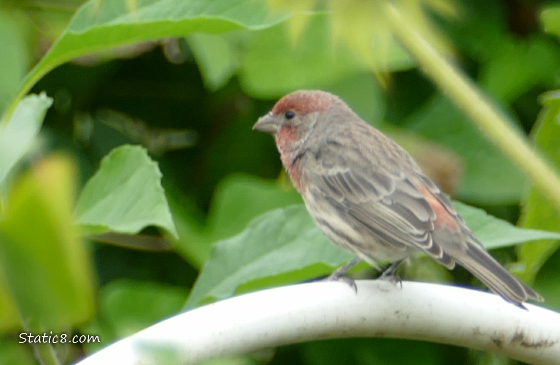 Close up of a House Finch standing on a plastic white rib, surrounded by garden plants all around