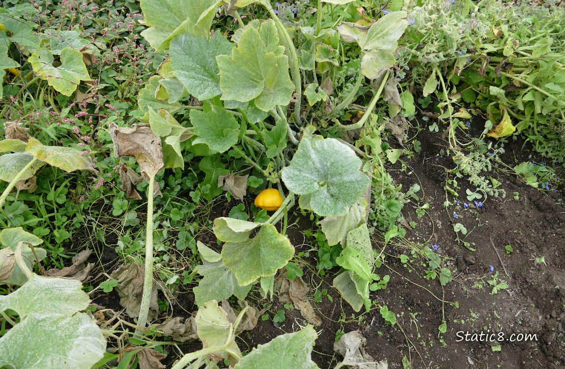 Looking down at a yellow Patty Pan fruit, growing on the plant