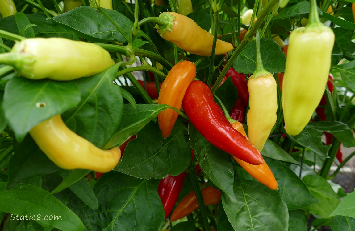 Peppers in various stages of ripeness in yellow, orange and red