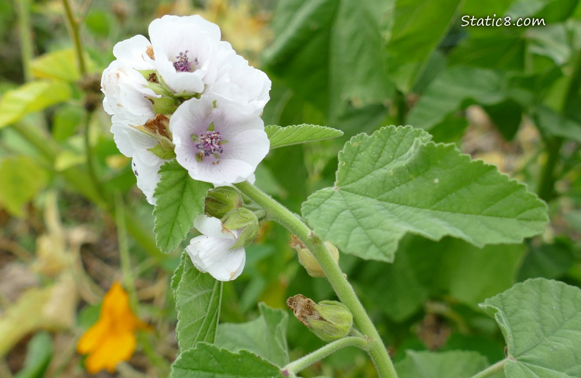 White Tree Mallow blossoms