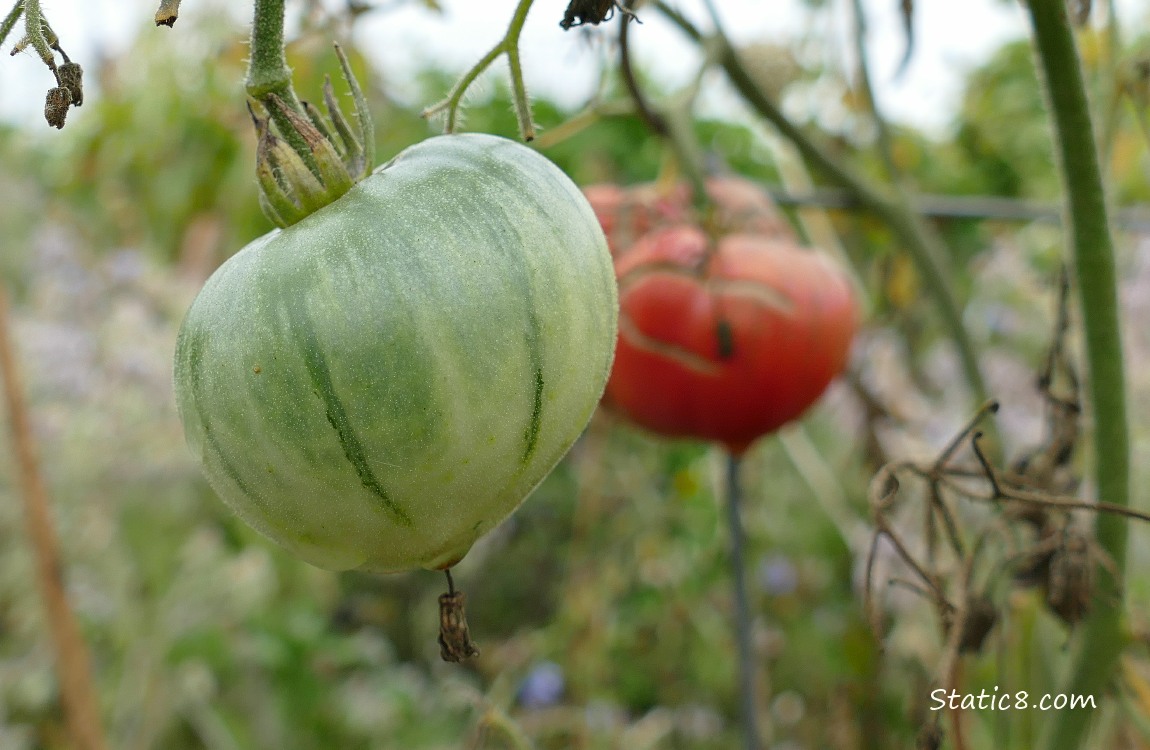 Green tomato ripening on the vine with a cracked red one in the background