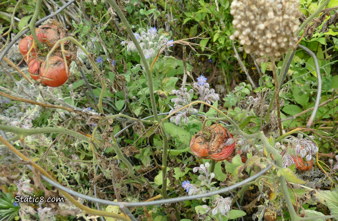 Looking down at cracked and rotting tomatoes on the vine