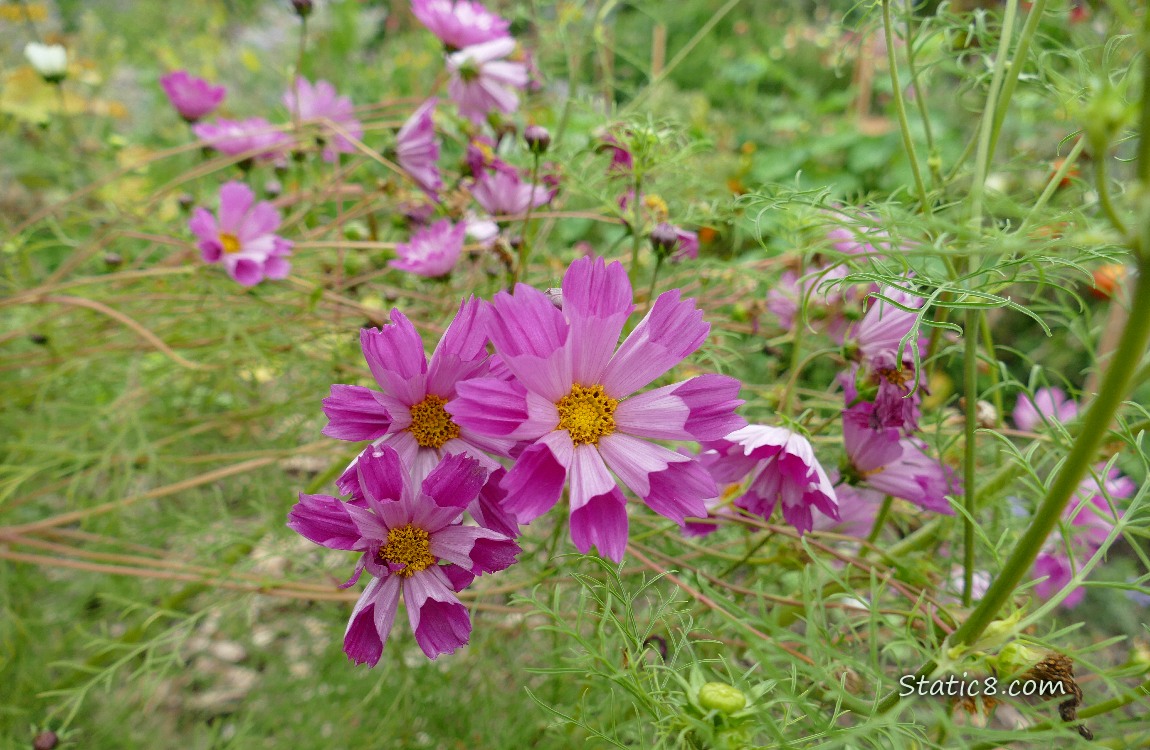 Dark pink Cosmos blooms in a garden plot