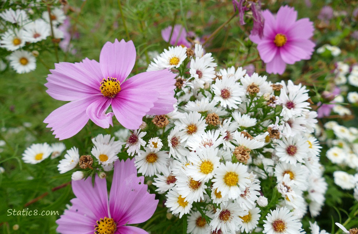 Pink Cosmos blooms with smaller white flowers