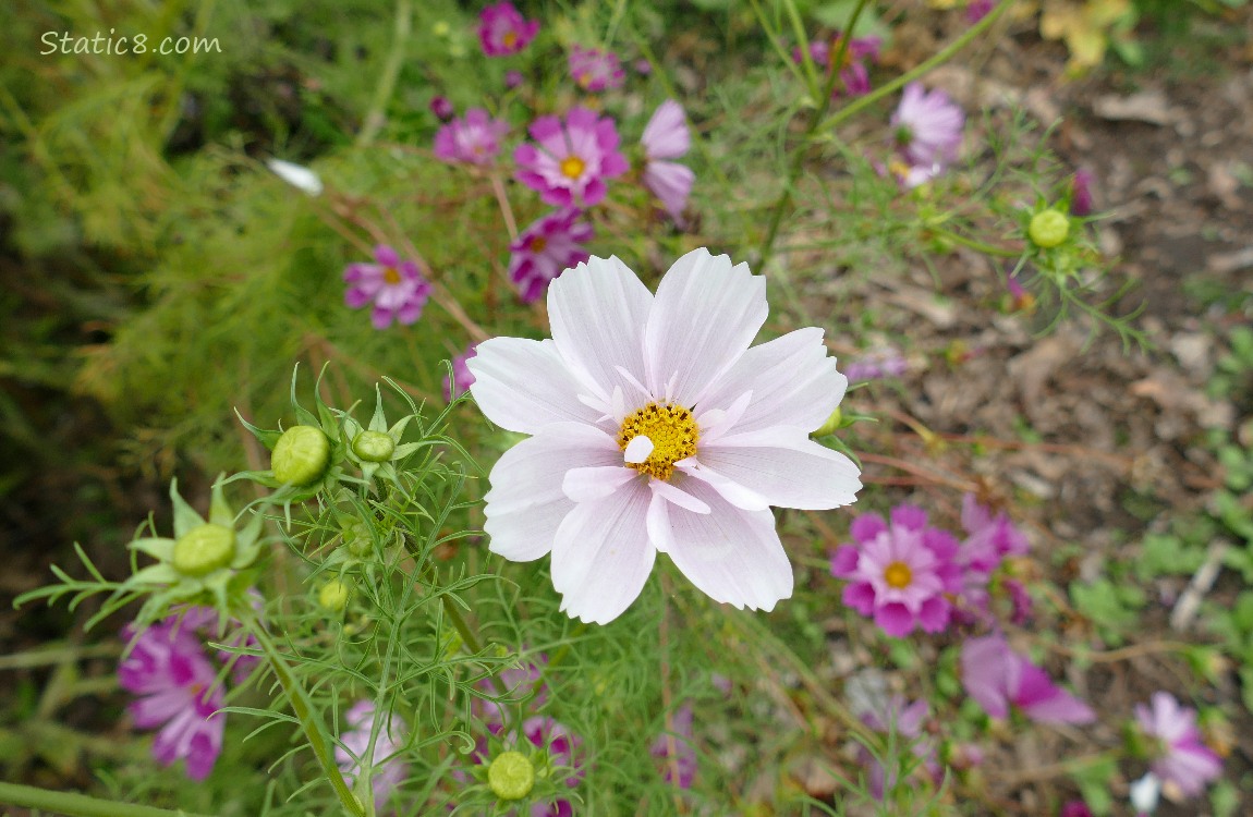Pale pink Cosmos bloom with dark pink blooms in the background