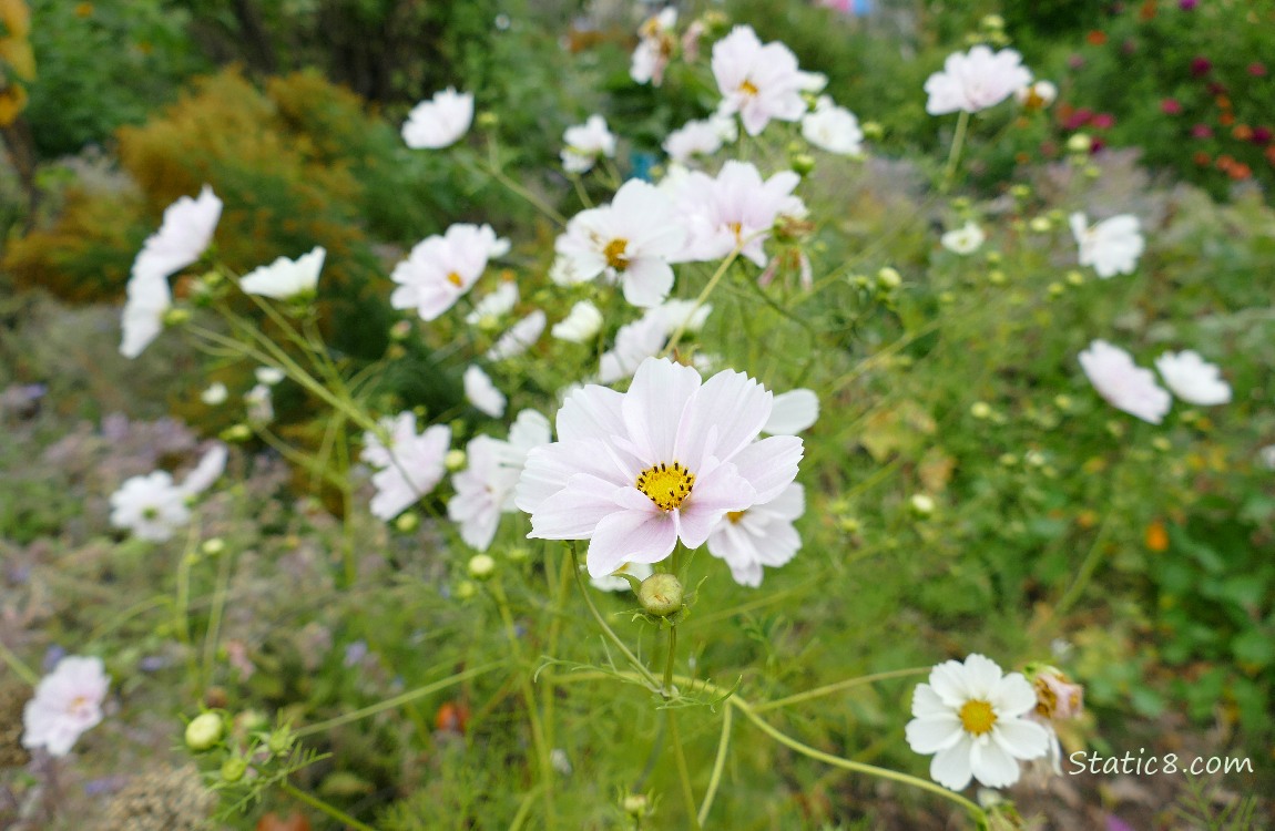 Pale pink and white Cosmos blooms