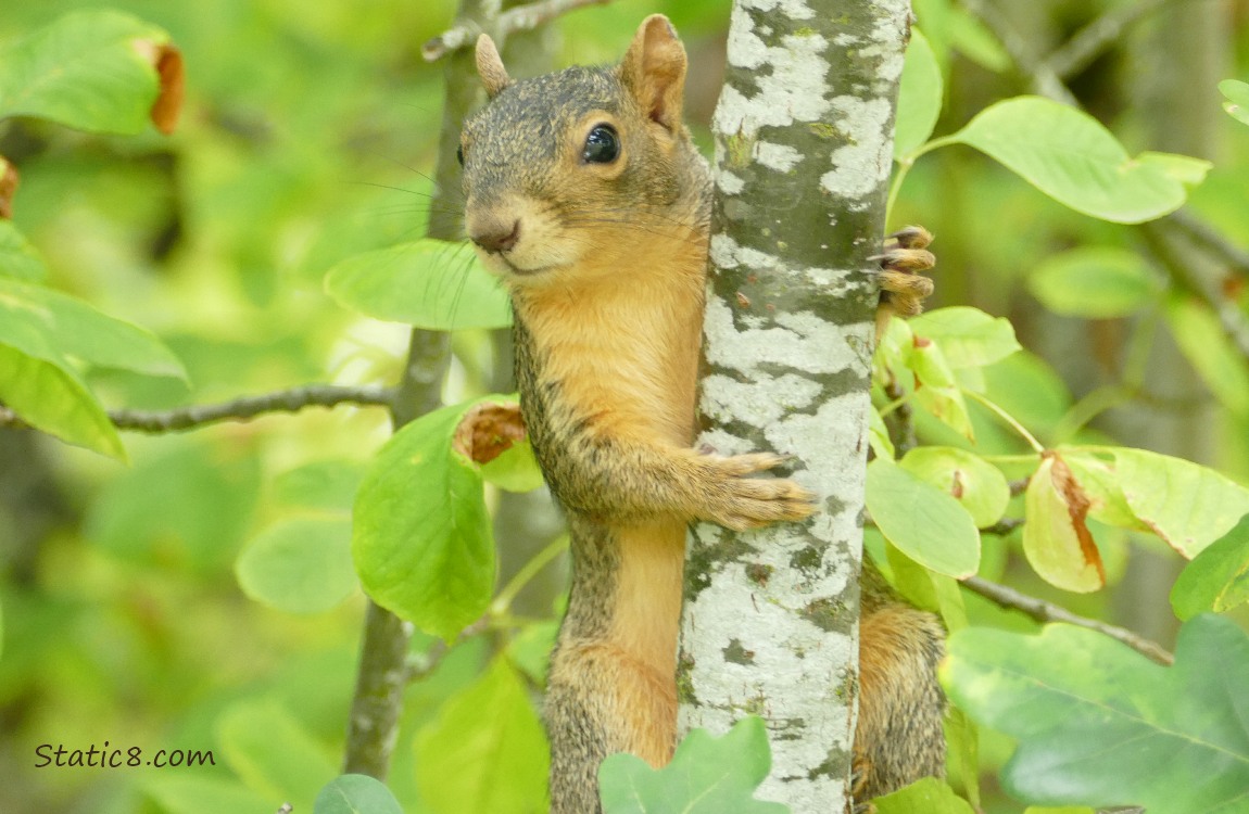 Squirrel on a small tree trunk