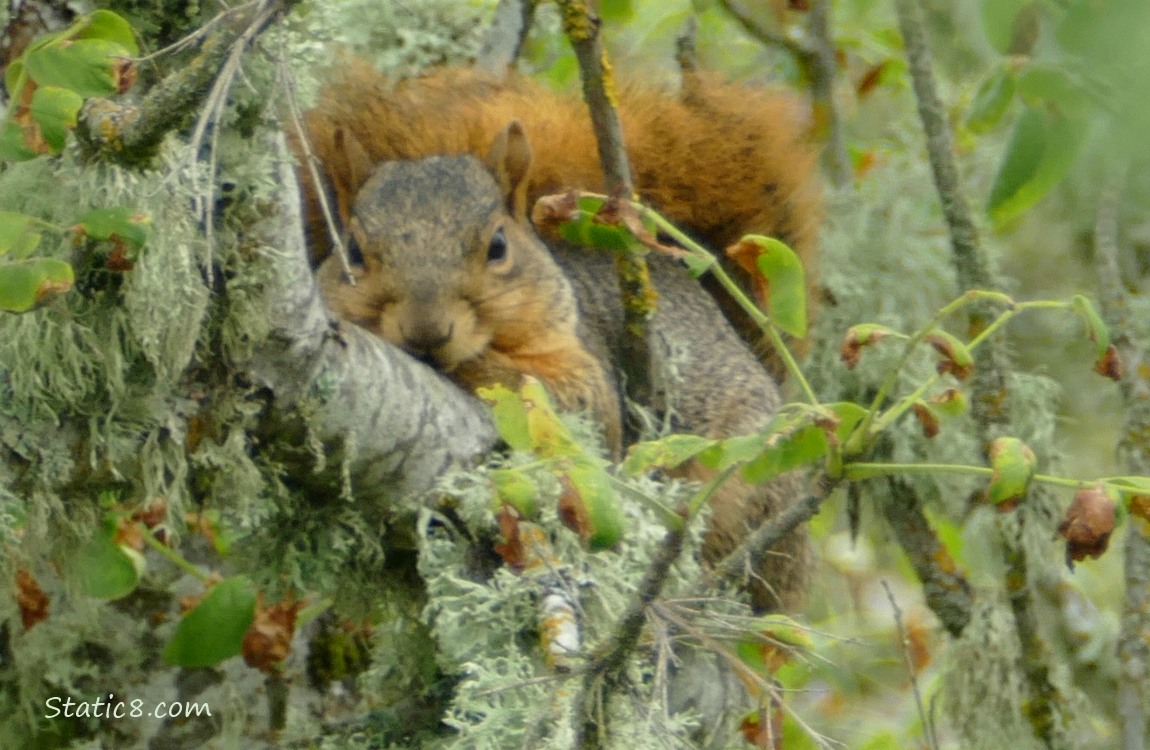 Squirrel lying on a mossy branch