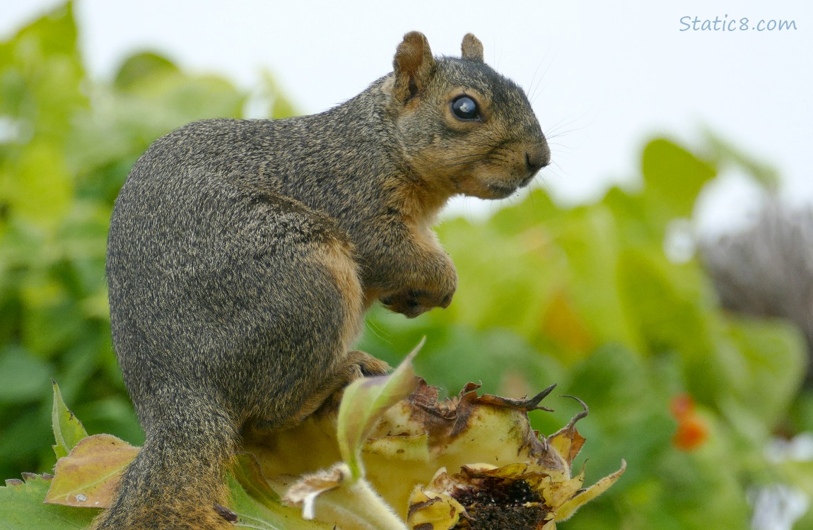 Squirrel sitting on a sunflower