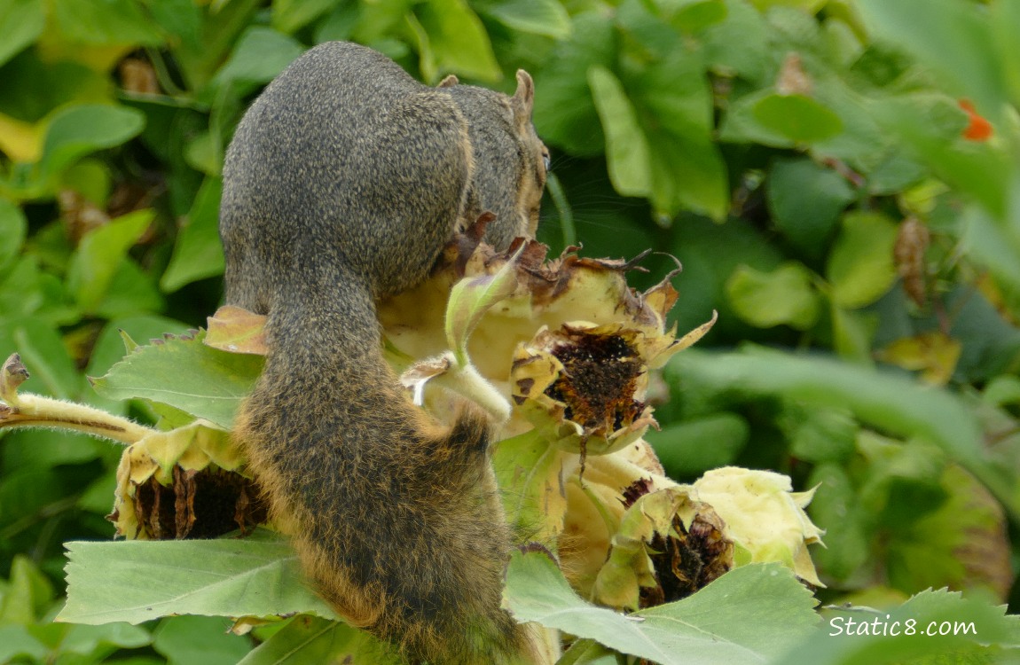 The back of a squirrel sitting on a sunflower