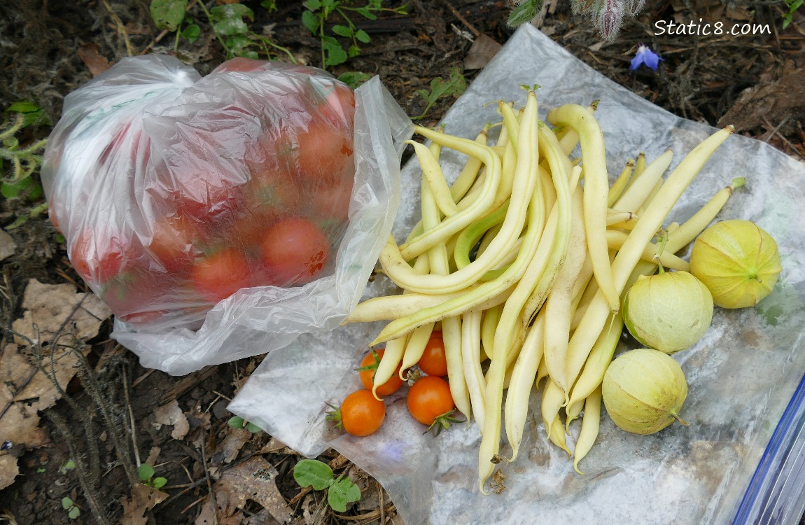 Harvested veggies on a ziplock on the ground