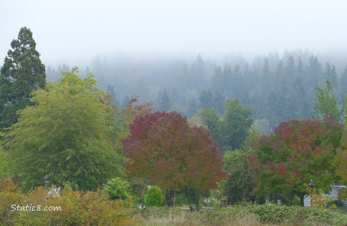 Foggy Firs in the distance, under a grey sky