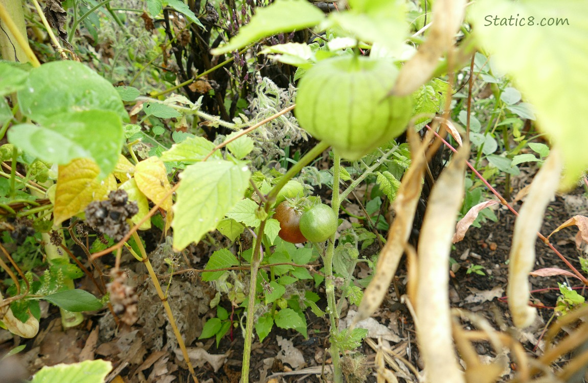 Ripening tomato surrounded by a Tomatillo plant with fruits and beans