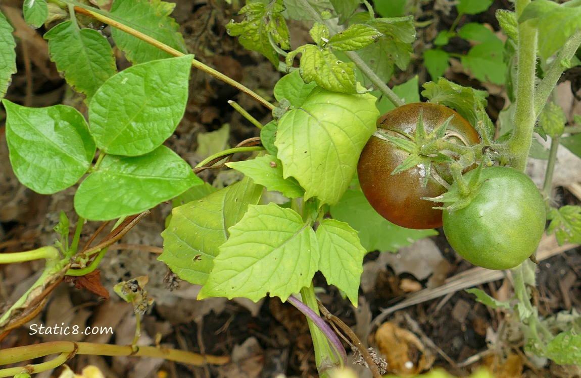 Looking down at two tomatoes ripening on the vine