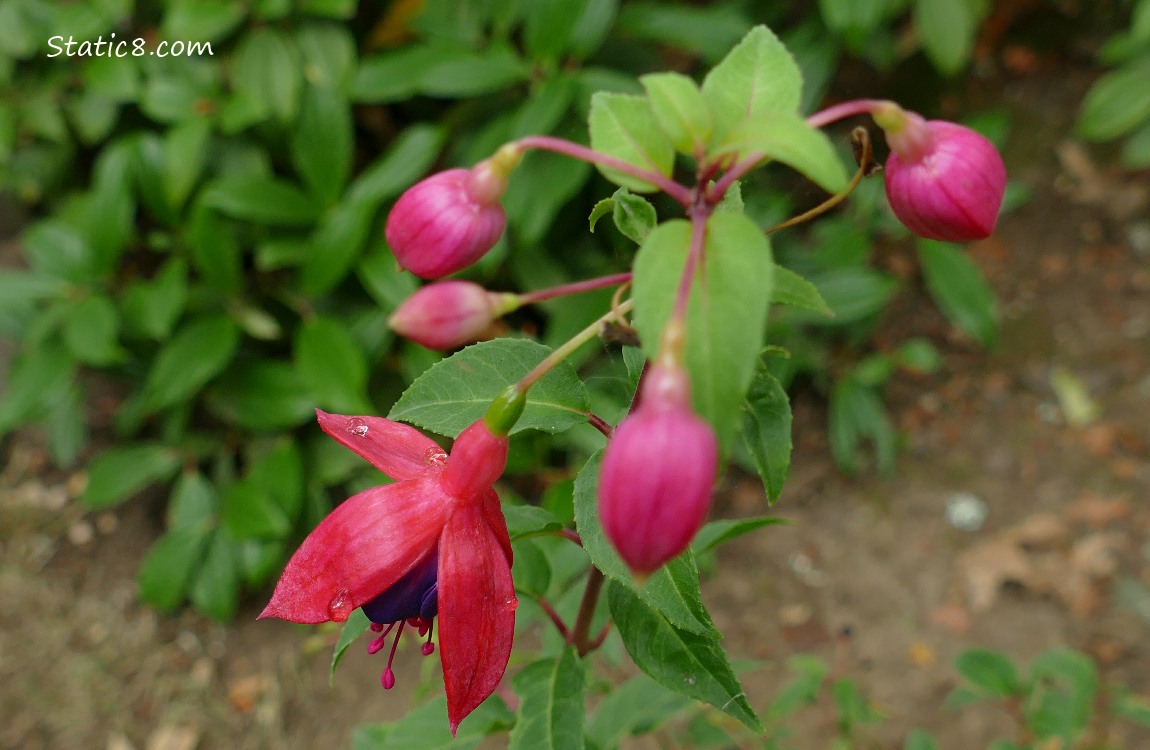 Fuchis blooms and buds hanging from the plant