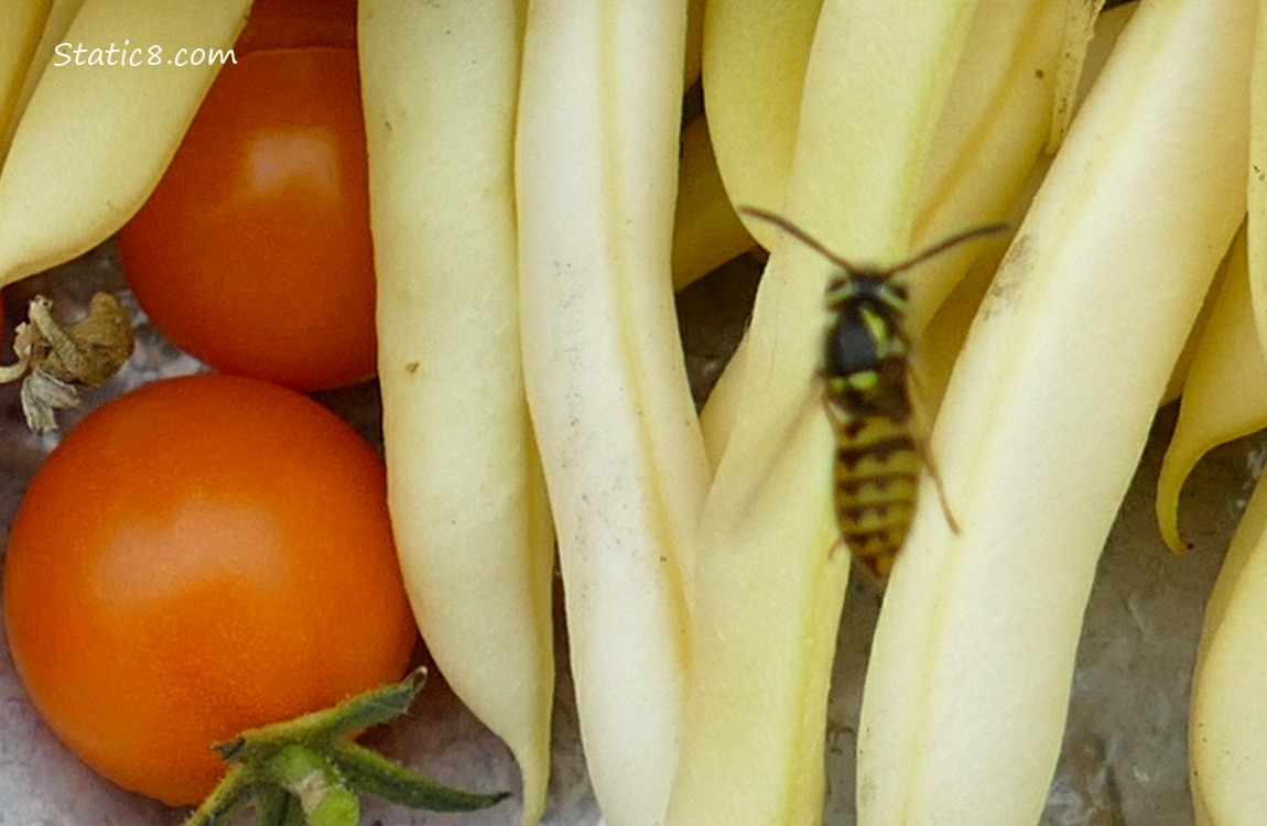 Yellow Jacket flying over the harvested veggies