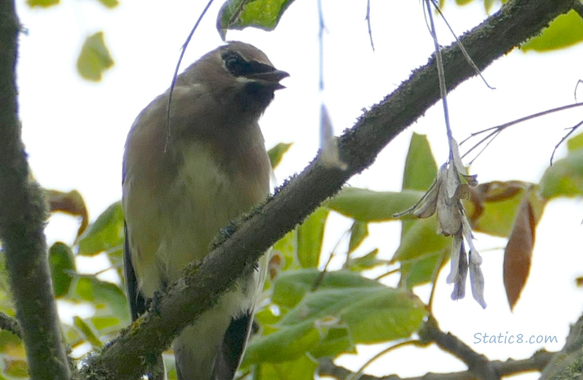 Cedar Waxwing standing in a tree, grey sky behind