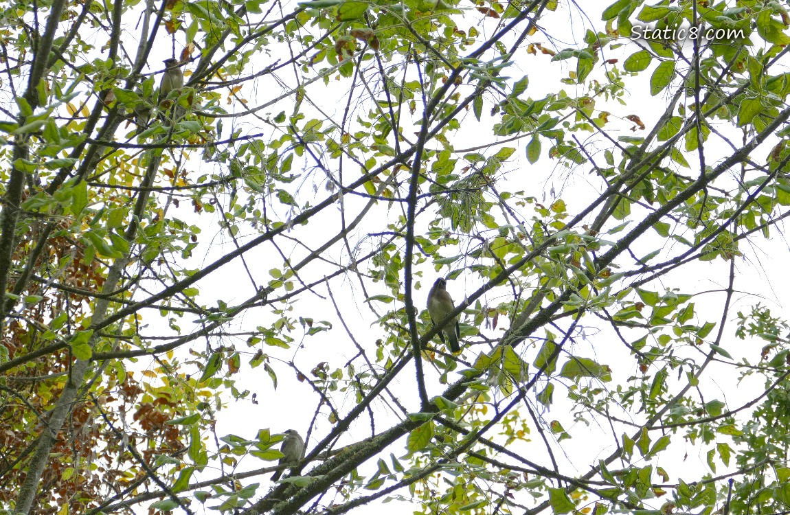 Looking up at a tree with three birds perched in it