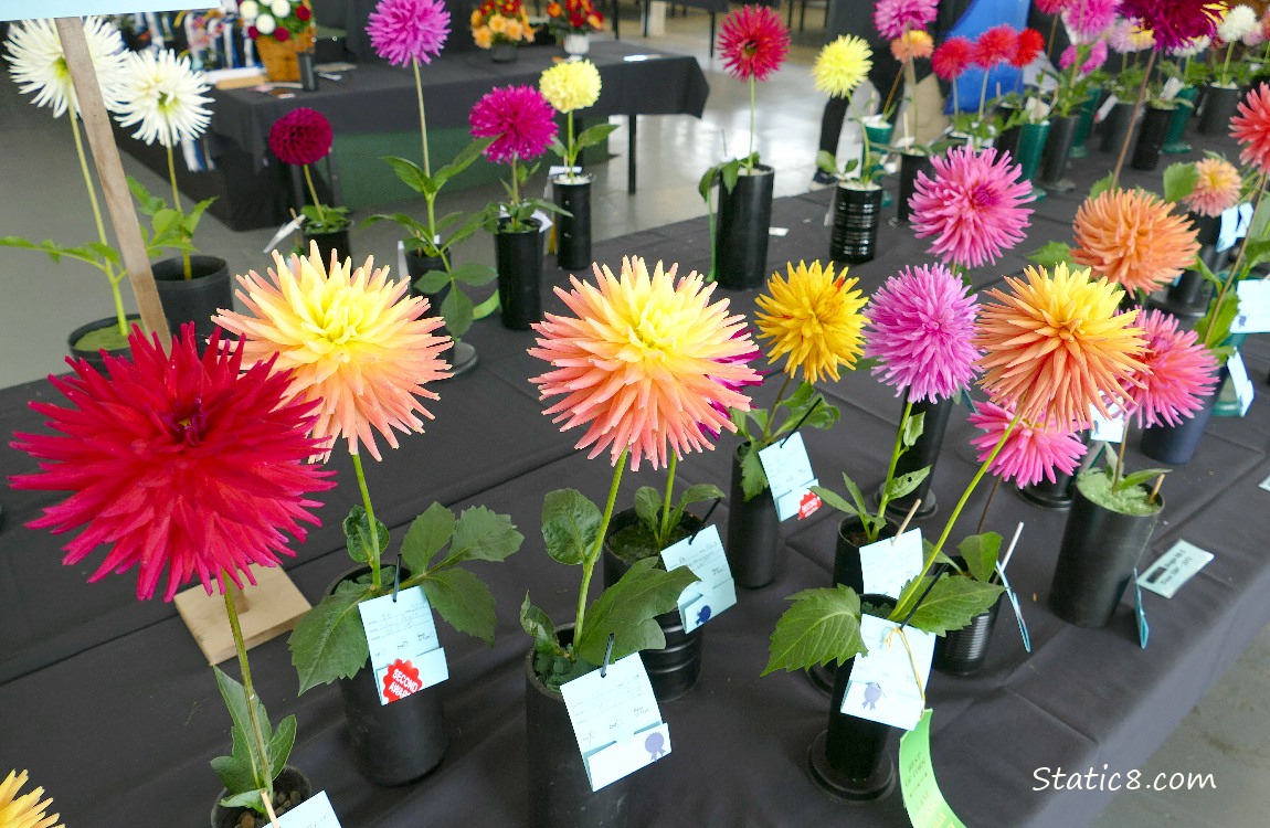Cut Dahlias in vases on a table