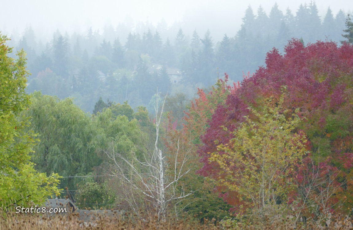 Foggy firs on the hill in the distance