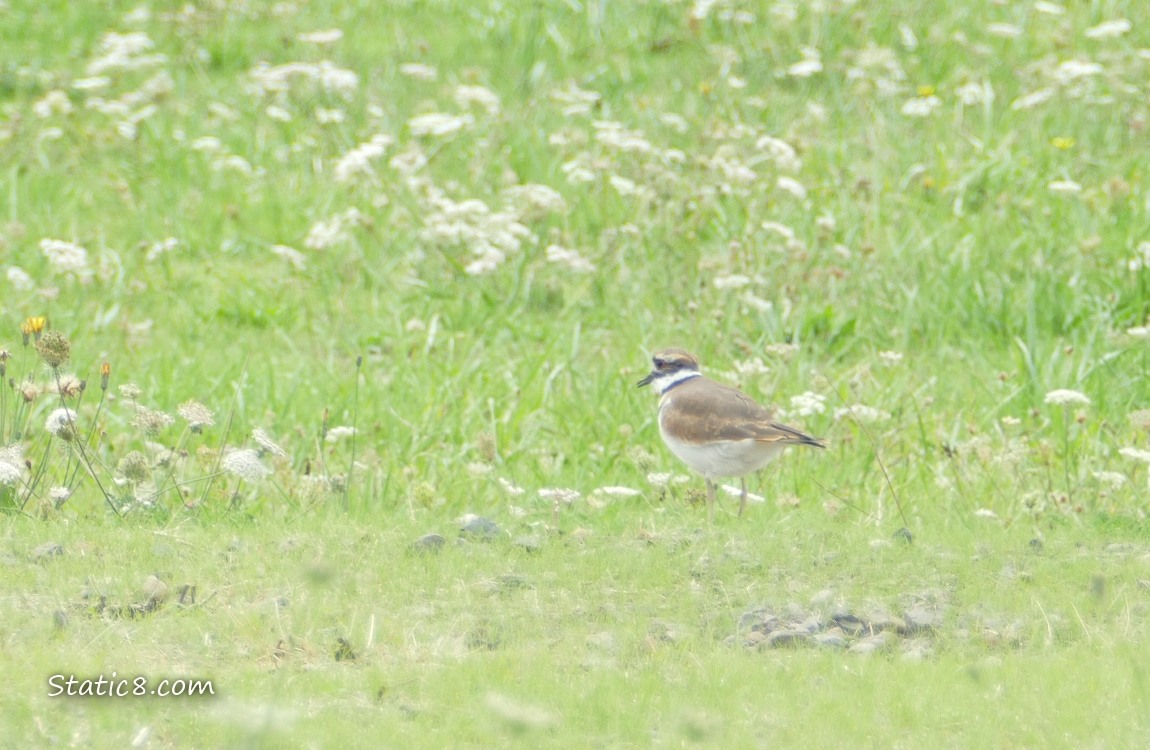 Killdeer in the grass
