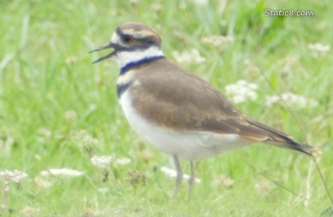 Killdeer in the grass