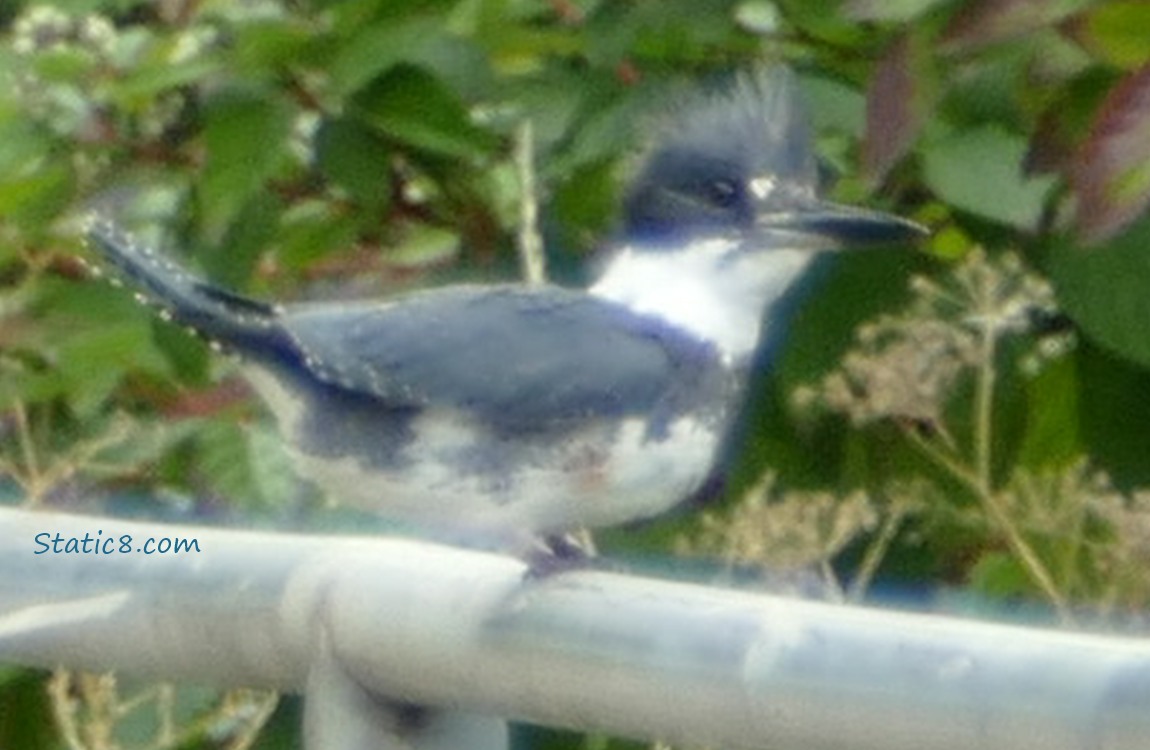 Kingfisher standing on a railing, green leaves in the background