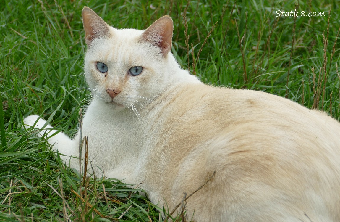 Cream coloured cat lying in the grass
