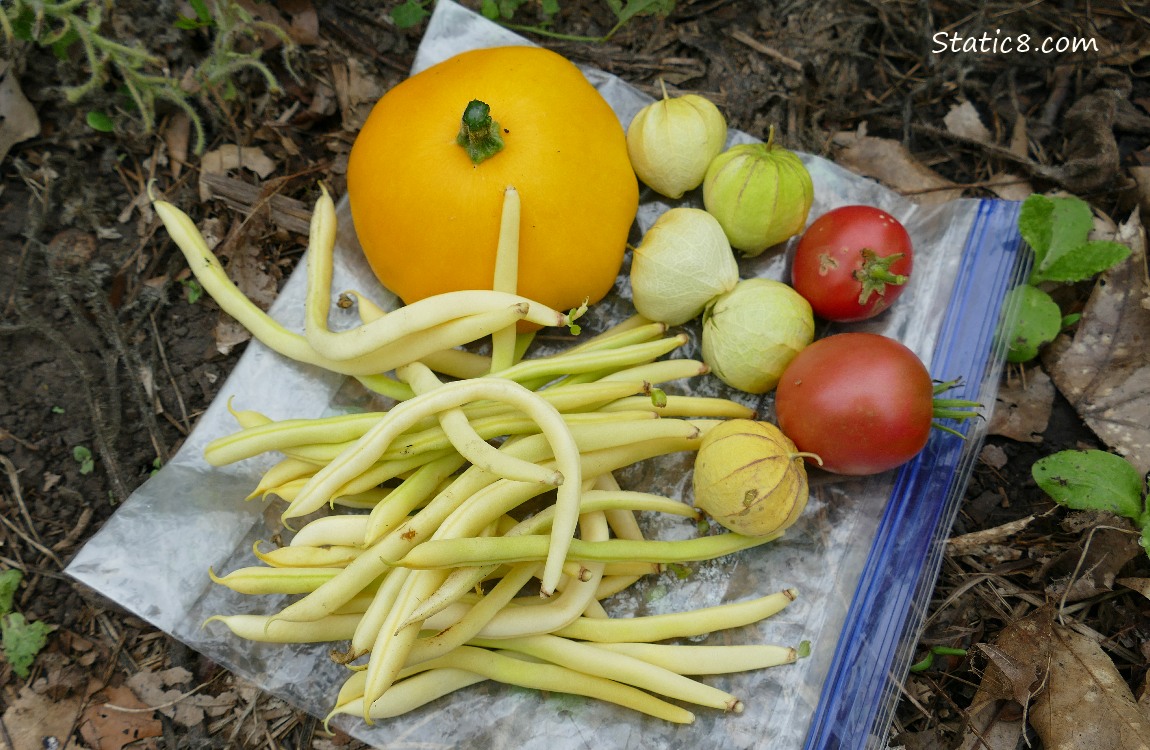 Harvested veggies on a ziplock on the ground