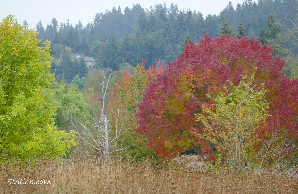 Autumn trees