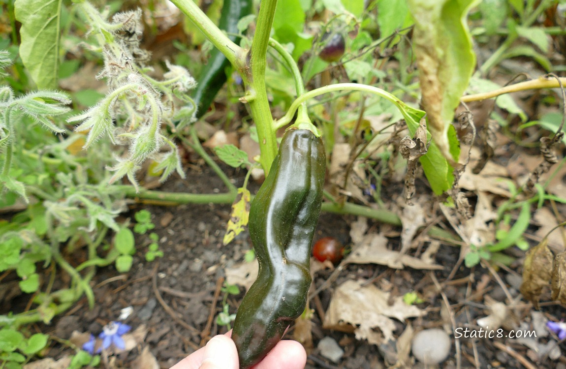 Ripening pepper hanging from the plant
