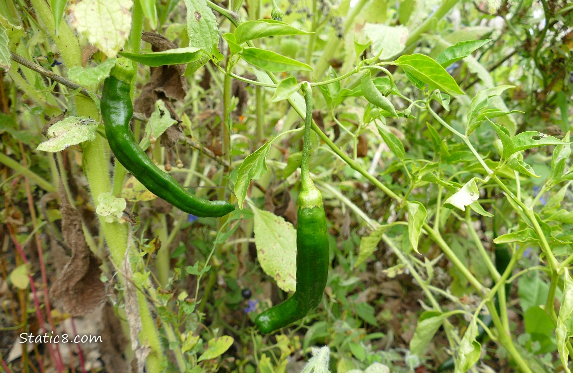Two green peppers growing on the plant